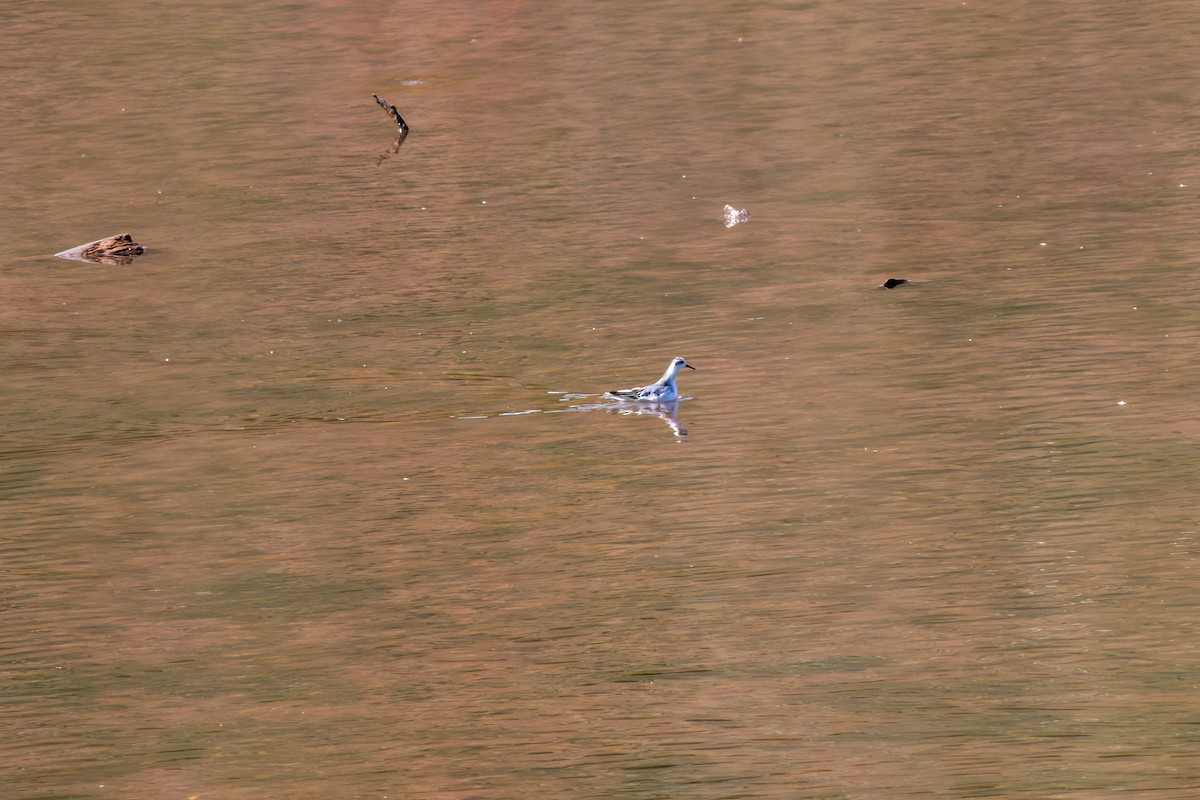 灰瓣足鷸 - ML643540892