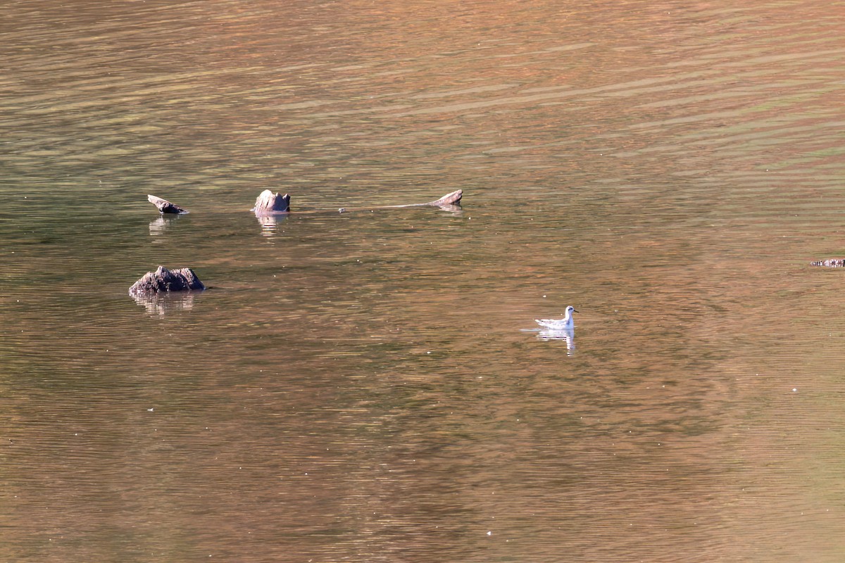 灰瓣足鷸 - ML643540893