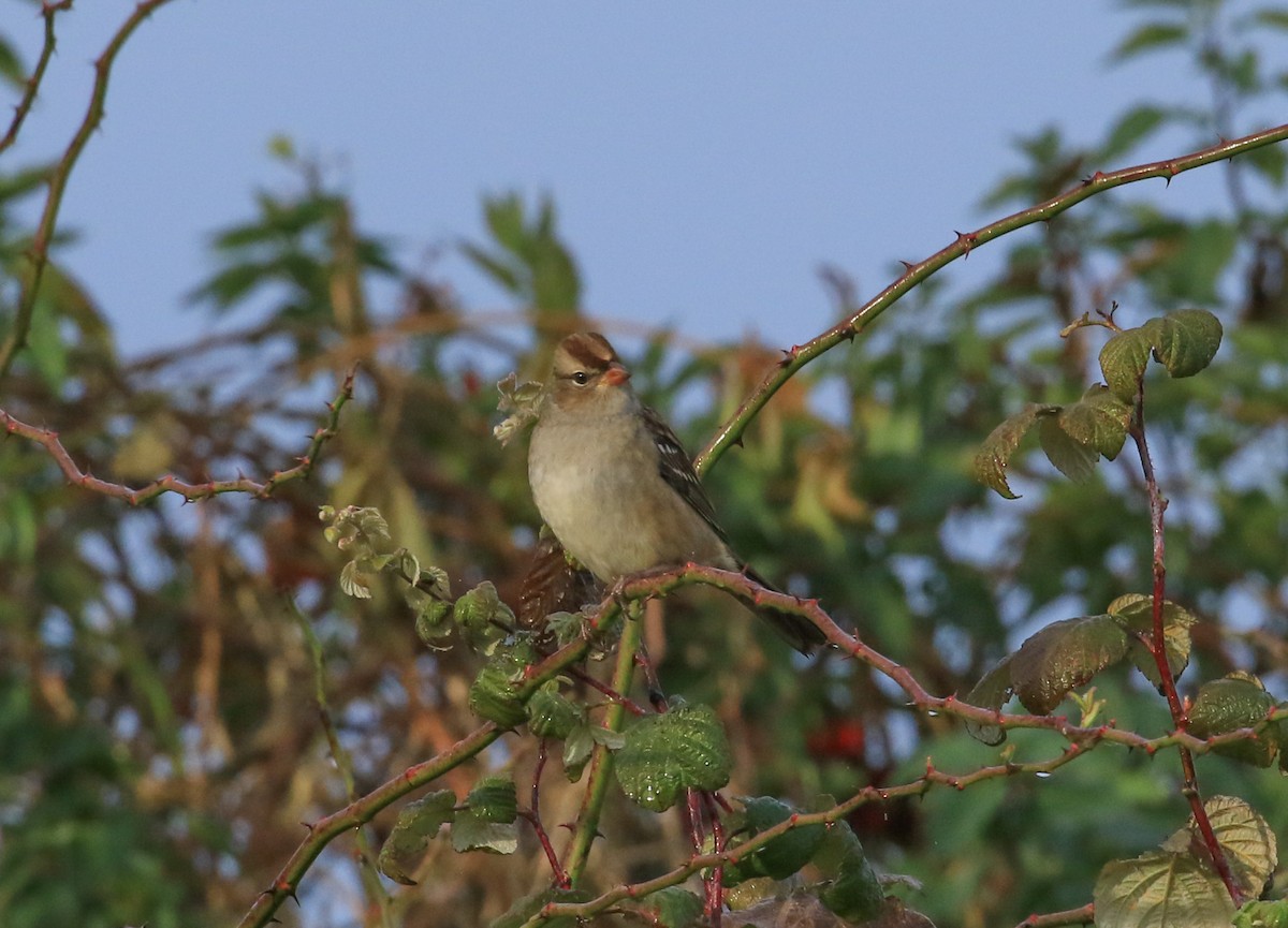Bruant à couronne blanche - ML643540894