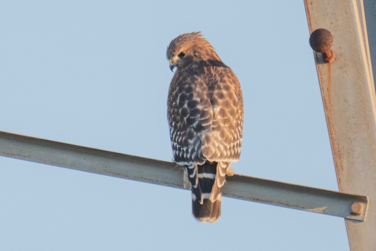 Red-shouldered Hawk - ML643540896
