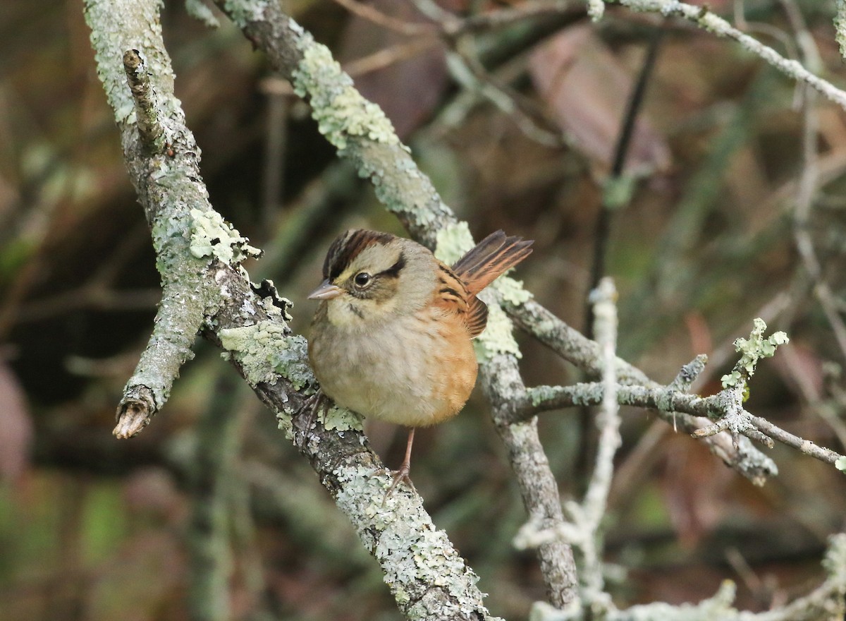 Swamp Sparrow - ML643540900