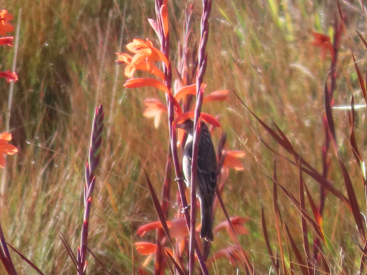 Gurney's Sugarbird - ML643540901