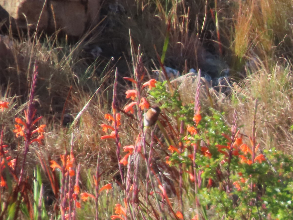 Gurney's Sugarbird - ML643540902