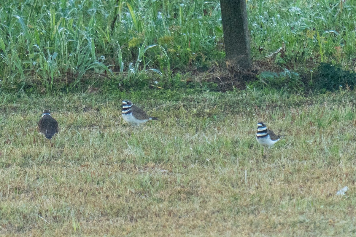 Killdeer - ML643540905