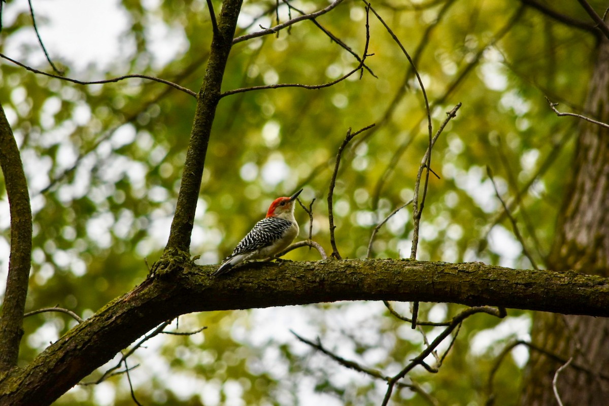 Red-bellied Woodpecker - ML643540908