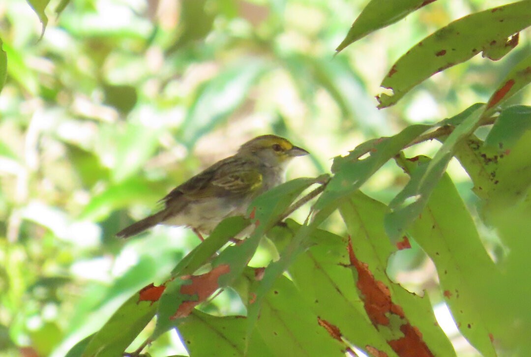 Yellow-browed Sparrow - ML643540911
