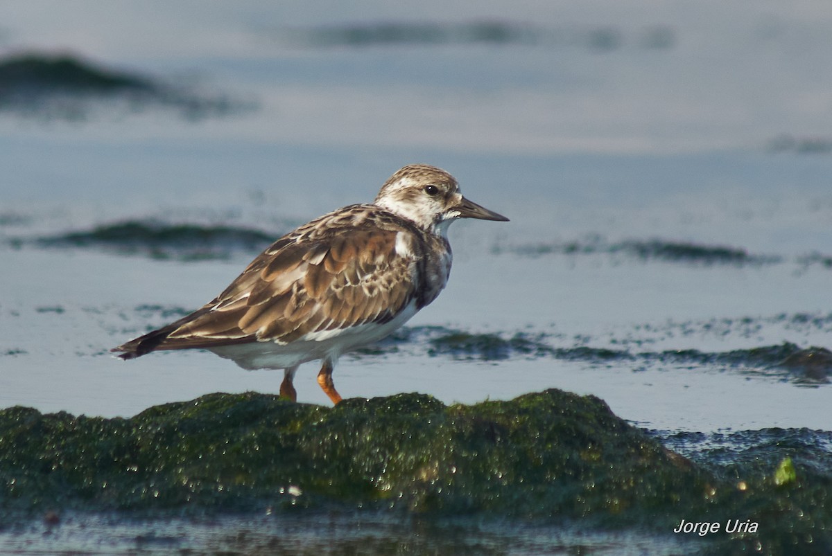 Ruddy Turnstone - ML643540922