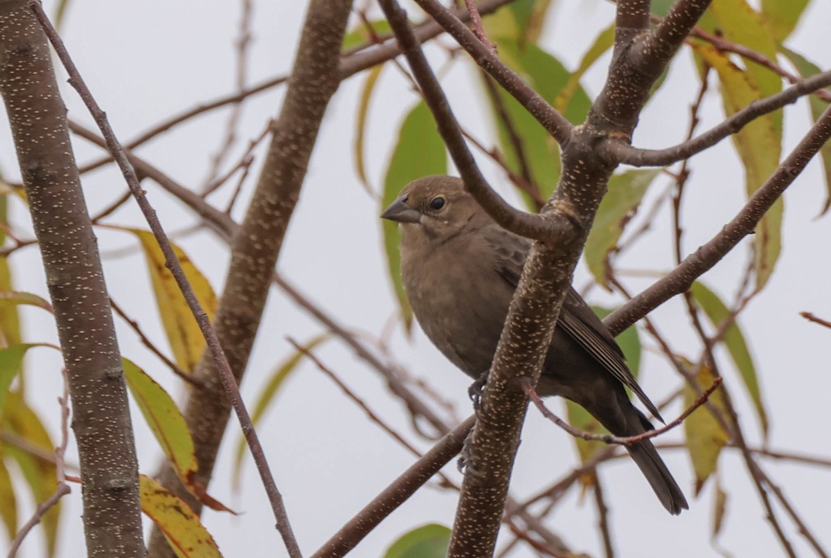 Brown-headed Cowbird - ML643540923