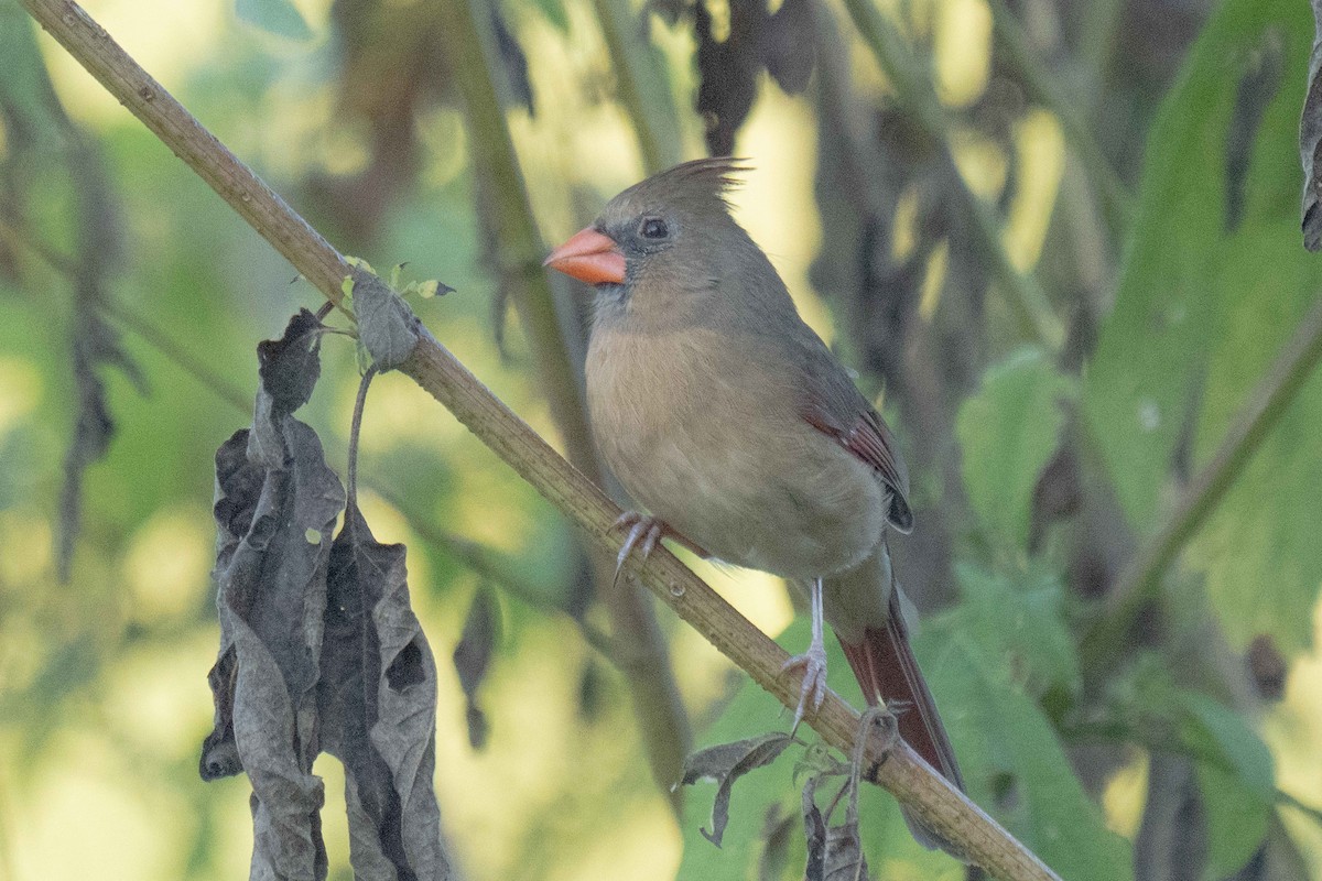 Northern Cardinal - ML643540924