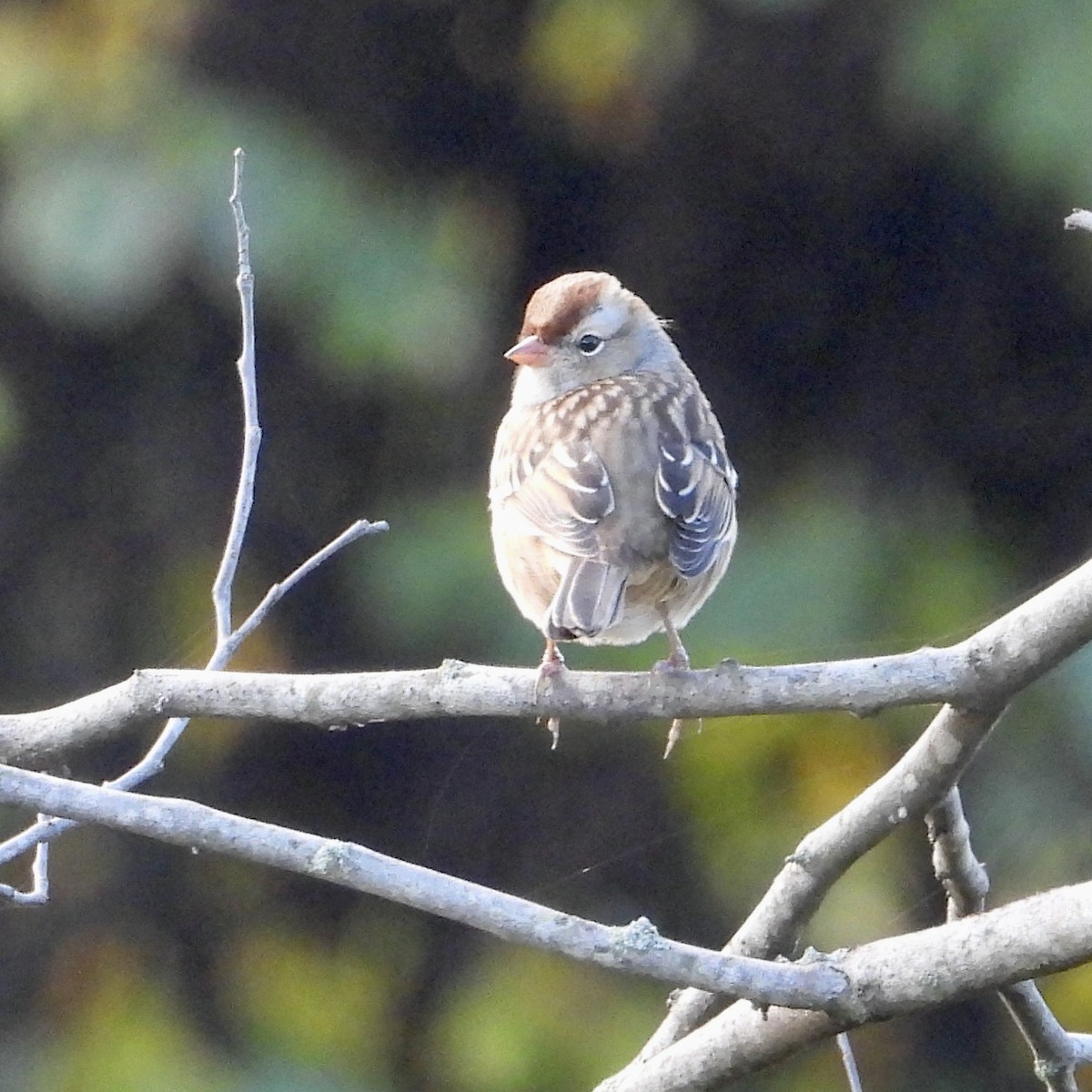 White-crowned Sparrow - ML643540928