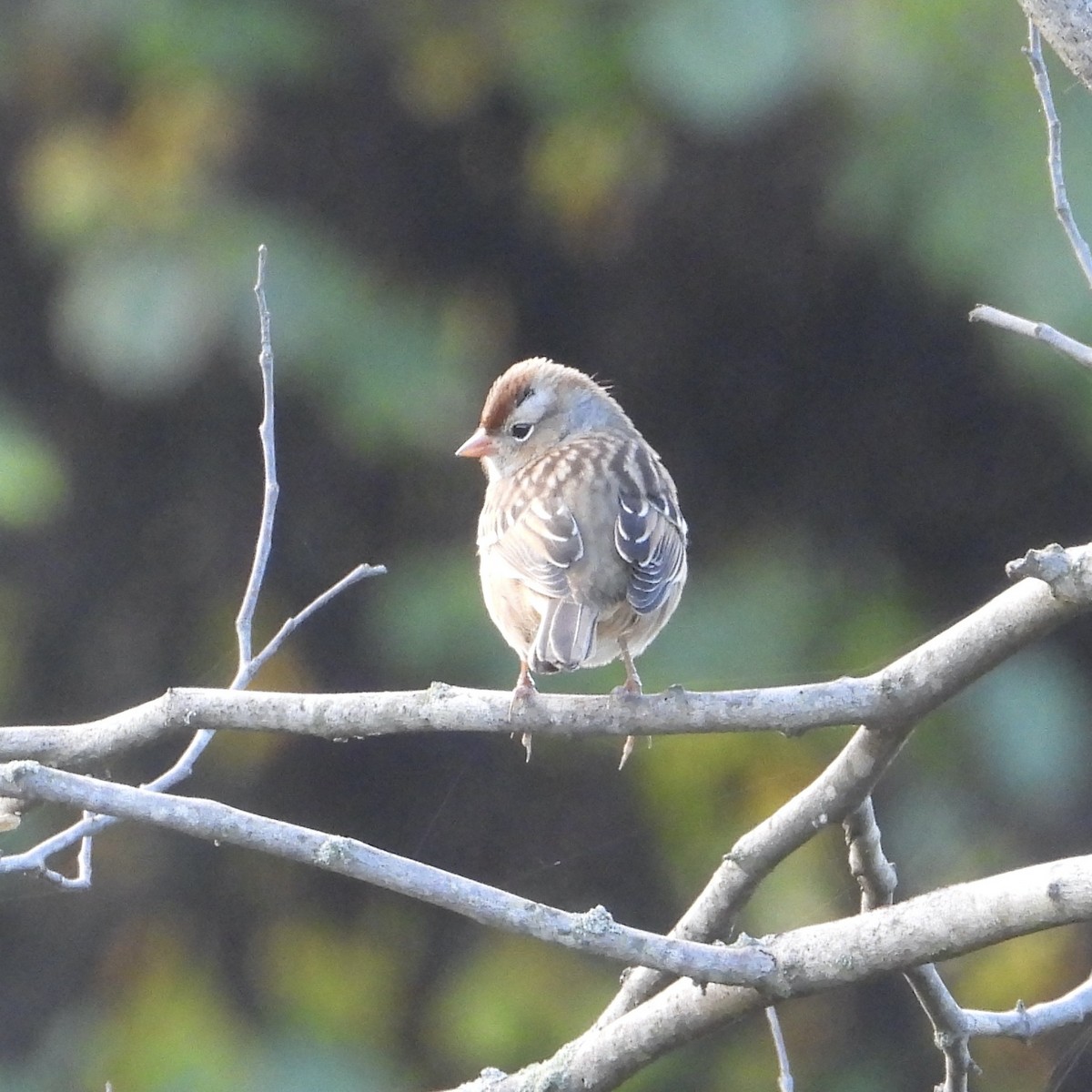 White-crowned Sparrow - ML643540929