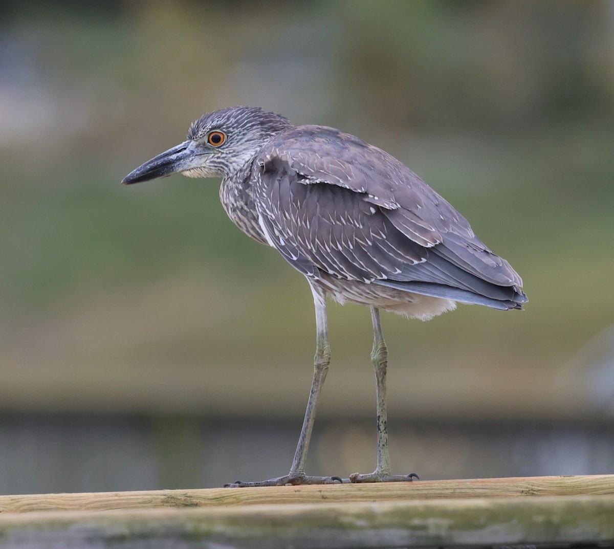 Yellow-crowned Night Heron - ML643540937