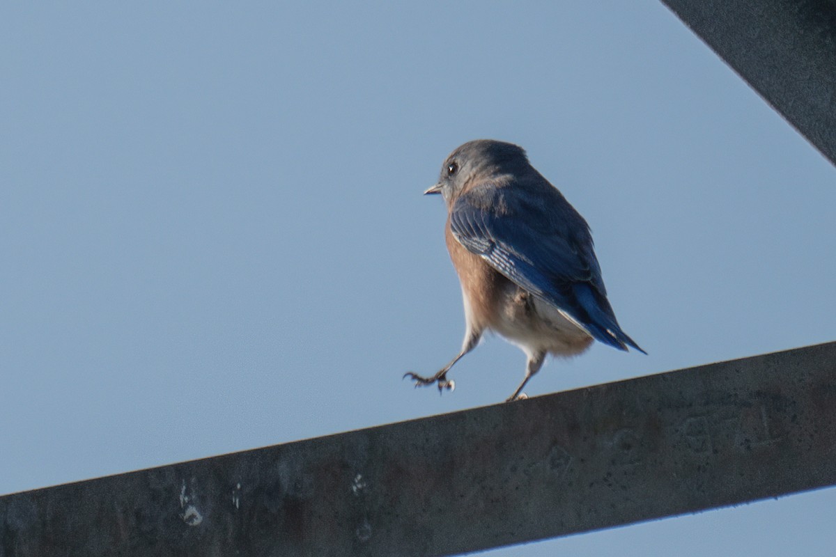 Eastern Bluebird - ML643540938