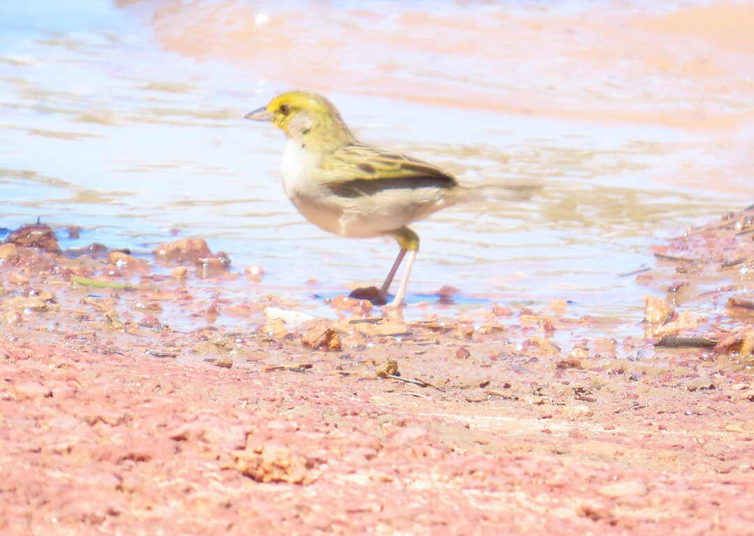 Yellow-browed Sparrow - ML643540948