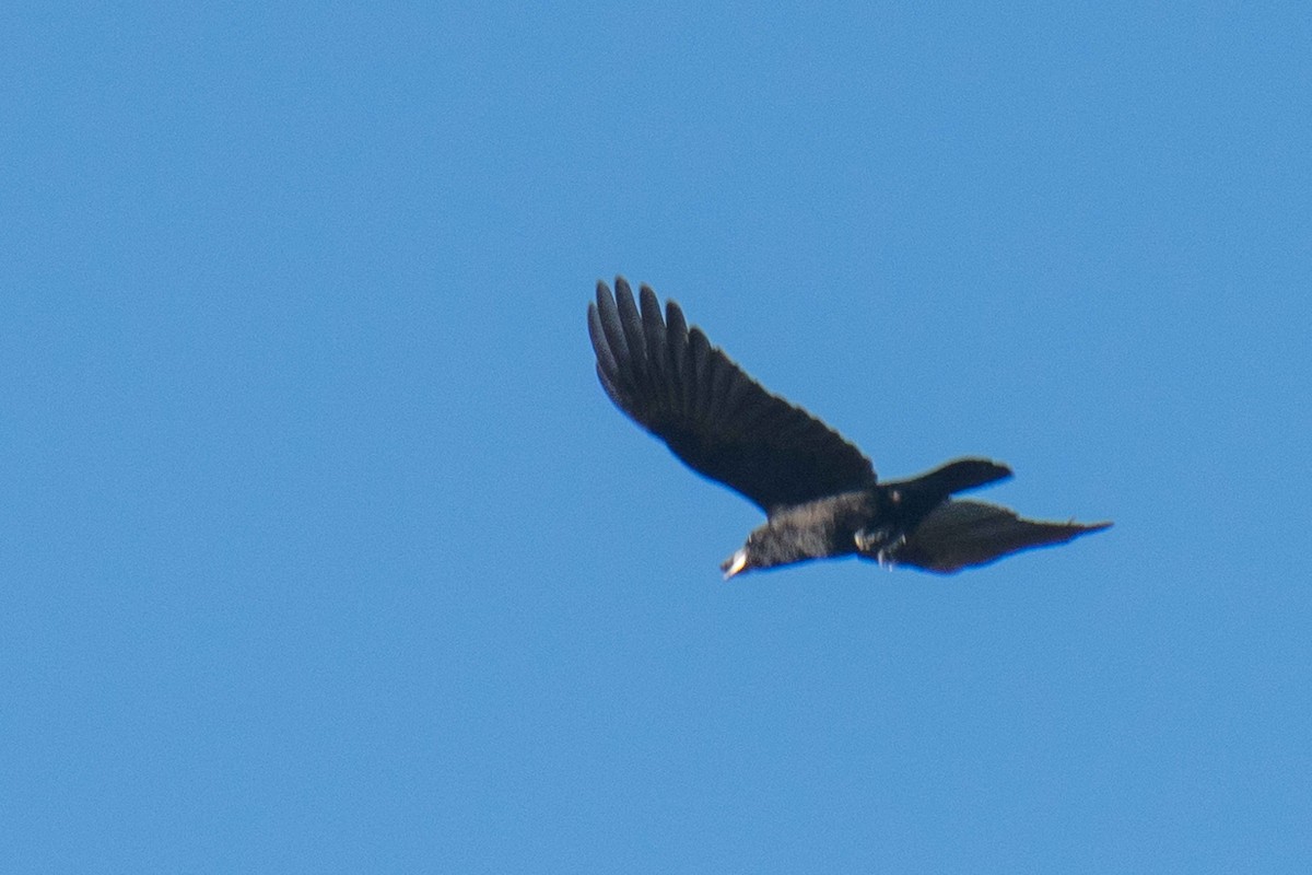 American Crow - ML643540949