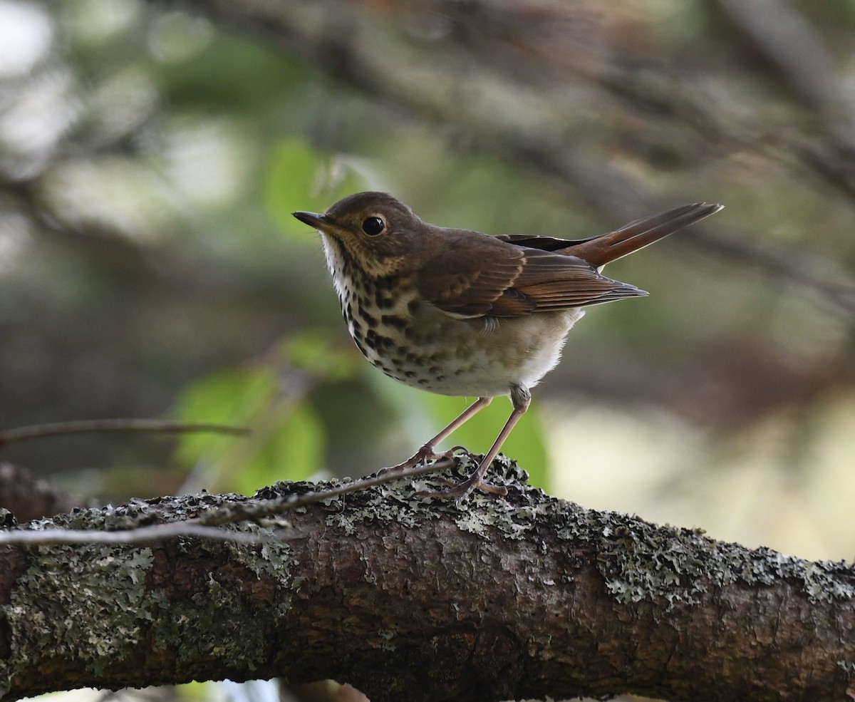 Hermit Thrush - ML643540958