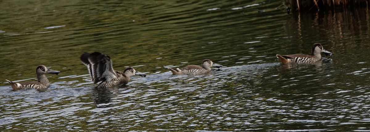 Pink-eared Duck - ML643540963