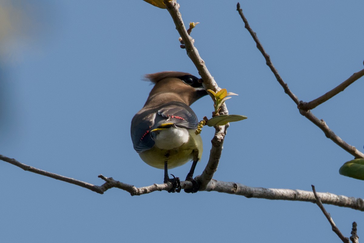 Cedar Waxwing - ML643540970