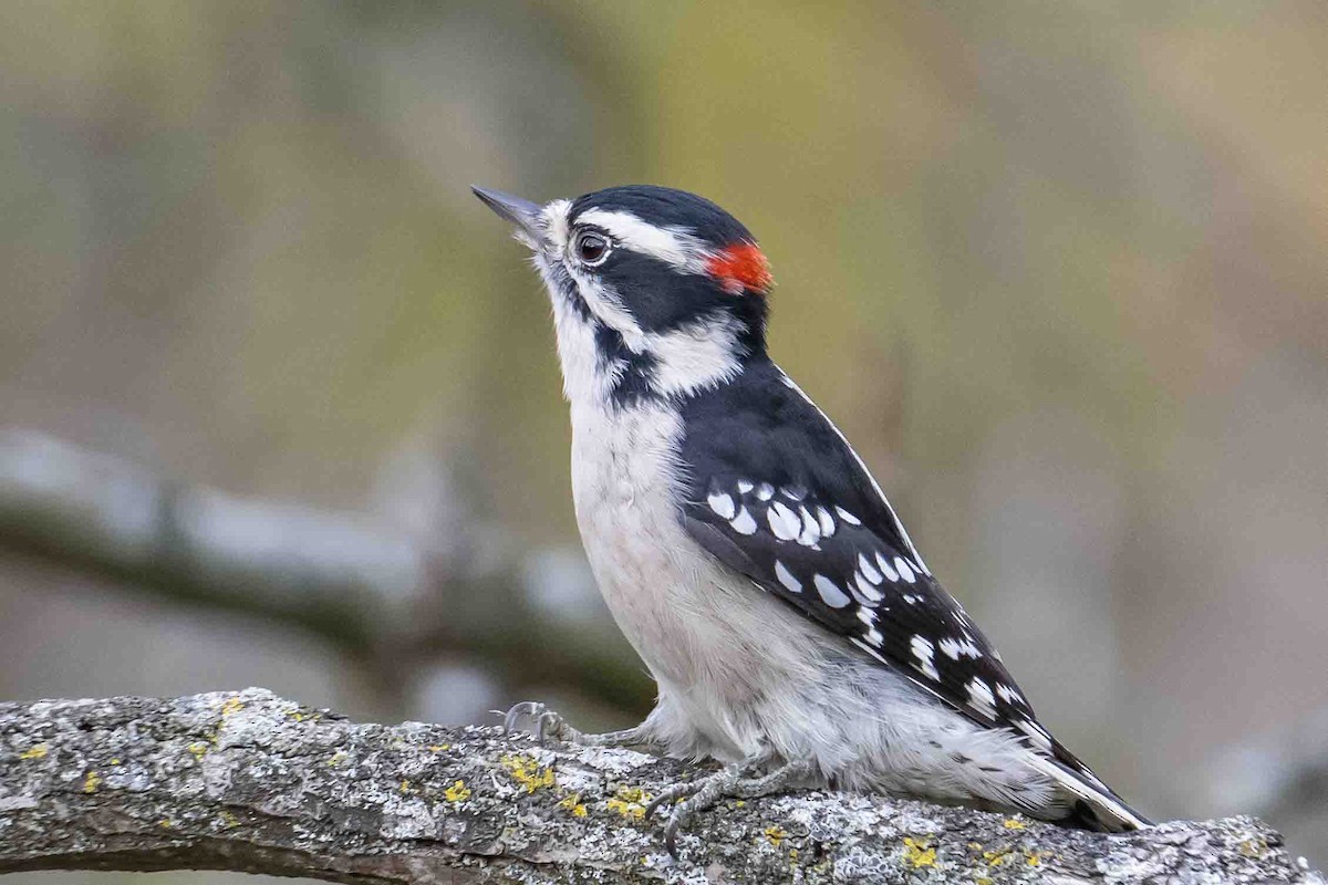 Downy Woodpecker - ML643540971