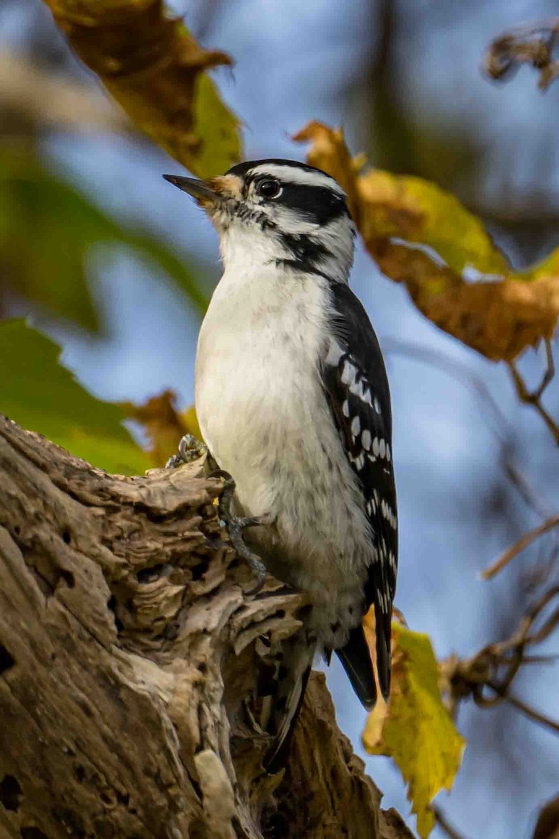 Downy Woodpecker - ML643540973
