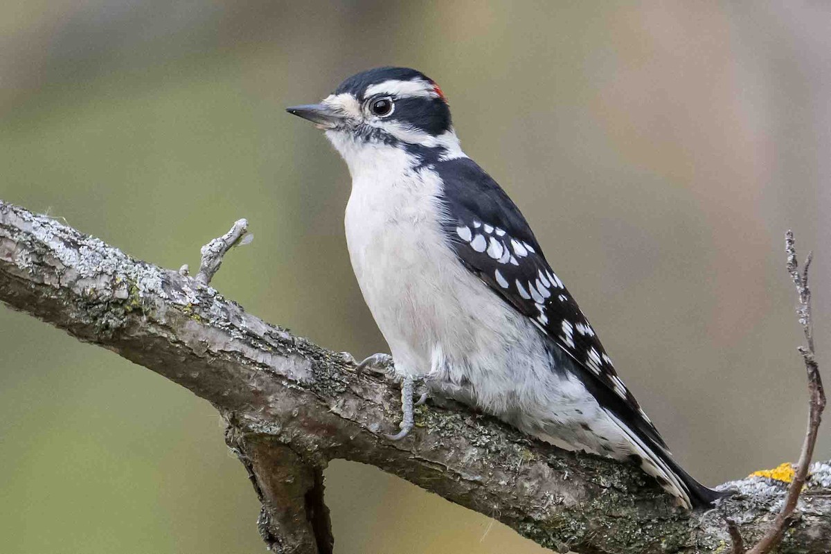 Downy Woodpecker - ML643540974