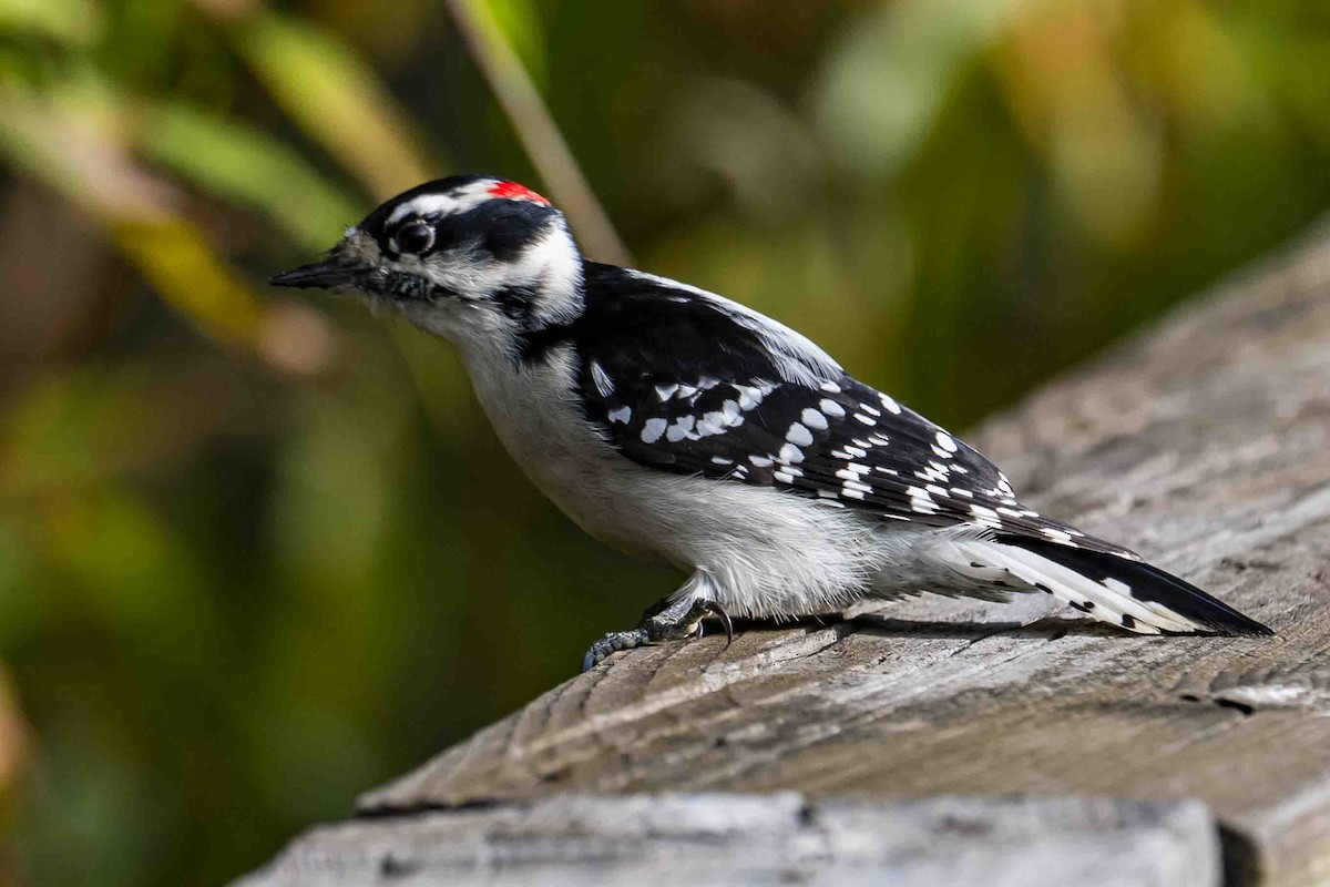 Downy Woodpecker - ML643540975