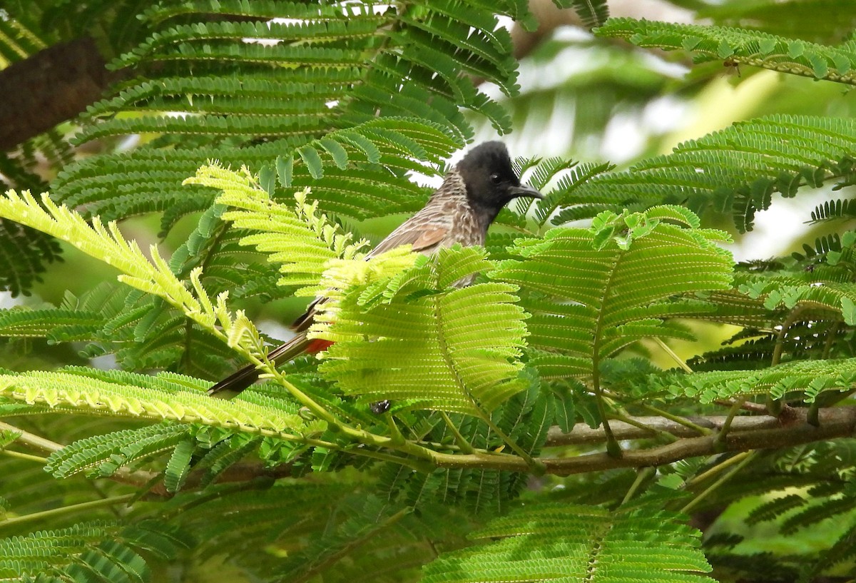 Bulbul à ventre rouge - ML643540986