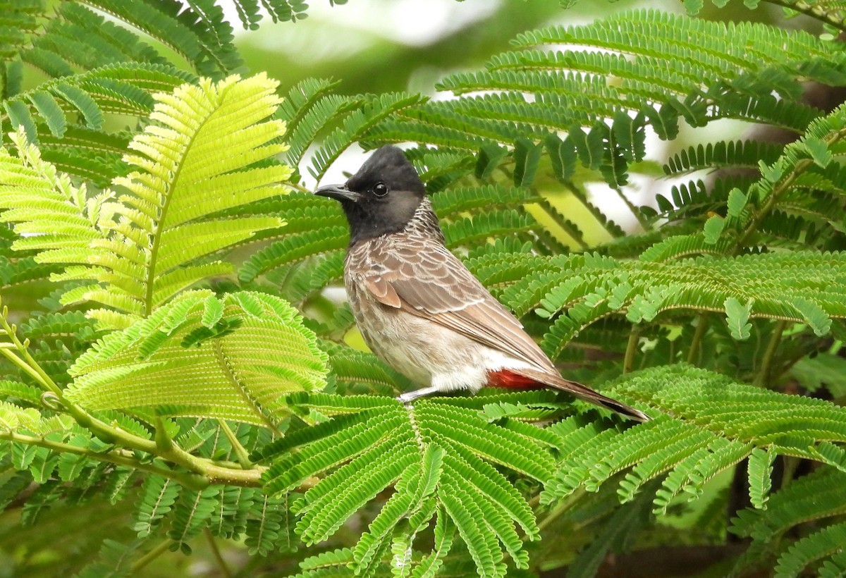 Bulbul à ventre rouge - ML643540987