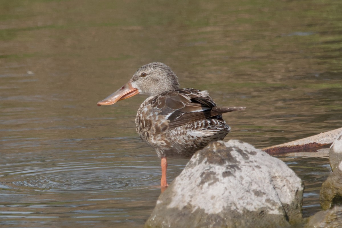 Canard souchet - ML643540988