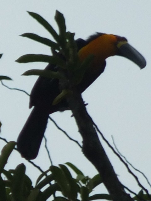 Toucan vitellin - ML643540992
