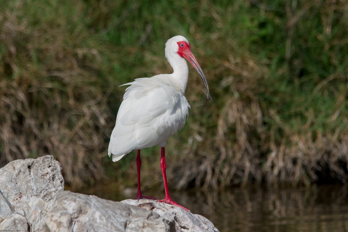 Ibis blanc - ML643540993