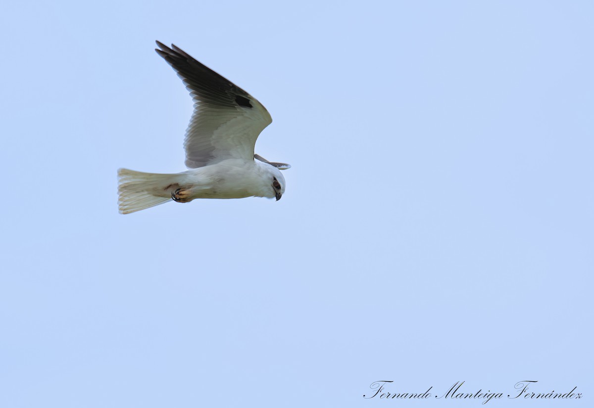 Black-shouldered Kite - ML643541006