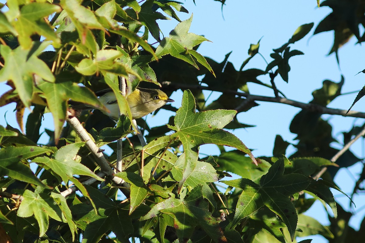 Ak Gözlü Vireo - ML643541013