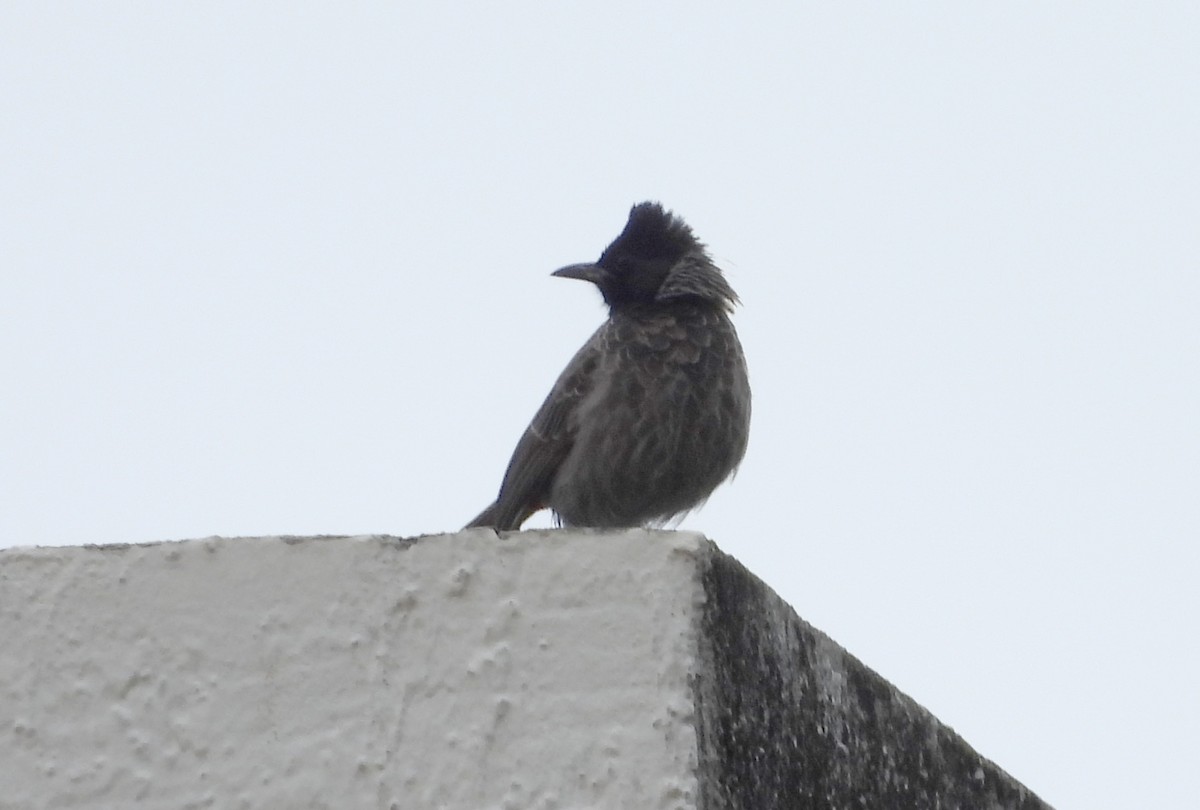 Bulbul à ventre rouge - ML643541015
