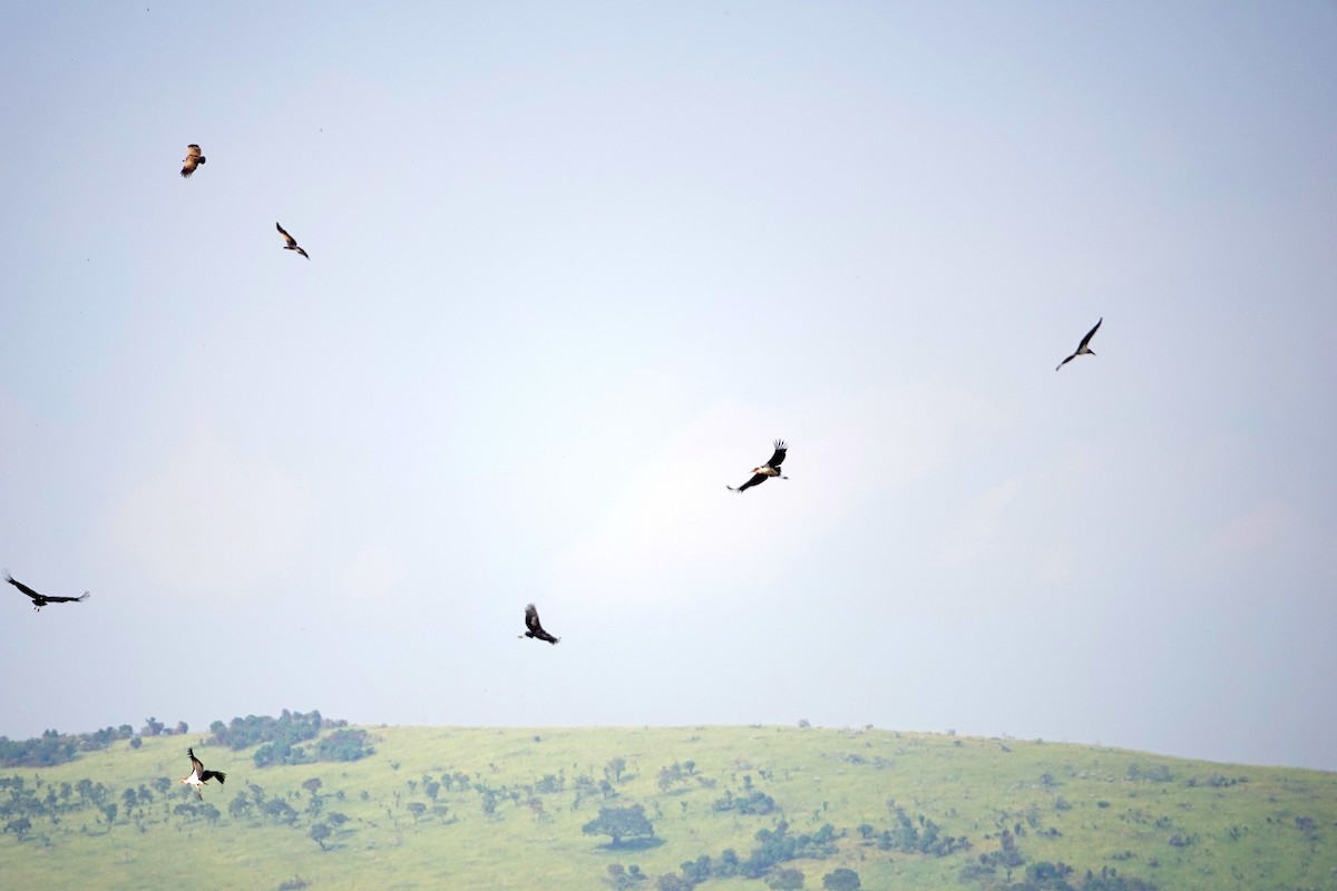 White-backed Vulture - ML643541022