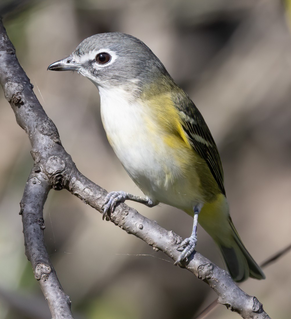 Blue-headed Vireo - ML643541051