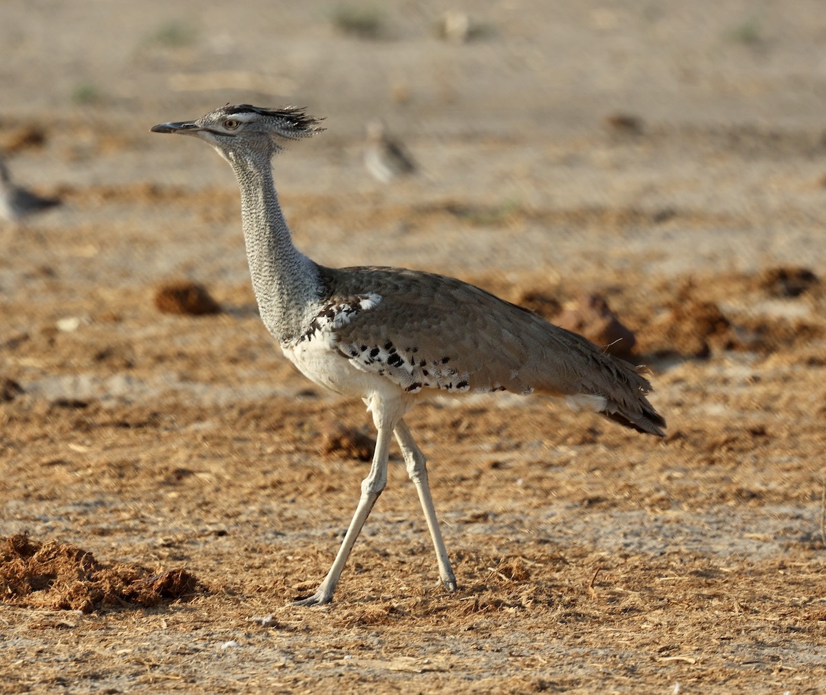 Kori Bustard - ML643541057
