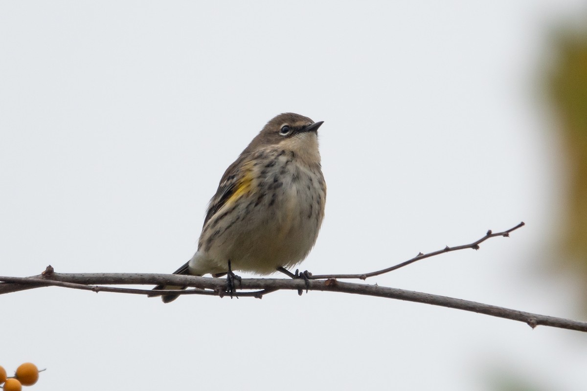 Yellow-rumped Warbler (Myrtle) - ML643541063