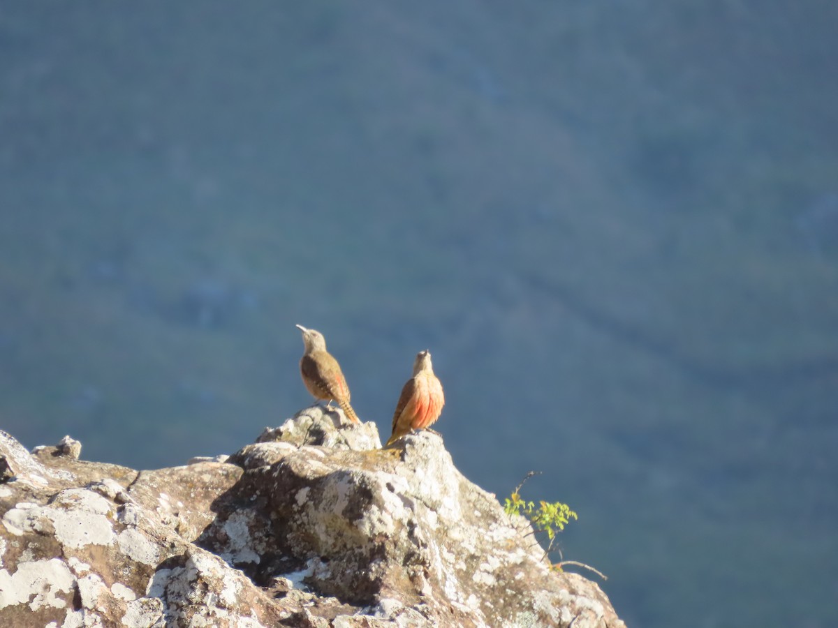 Pic laboureur - ML643541081