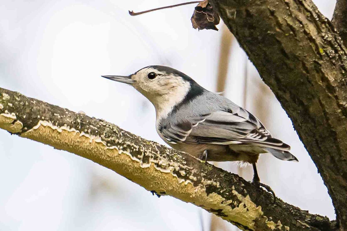 White-breasted Nuthatch - ML643541089