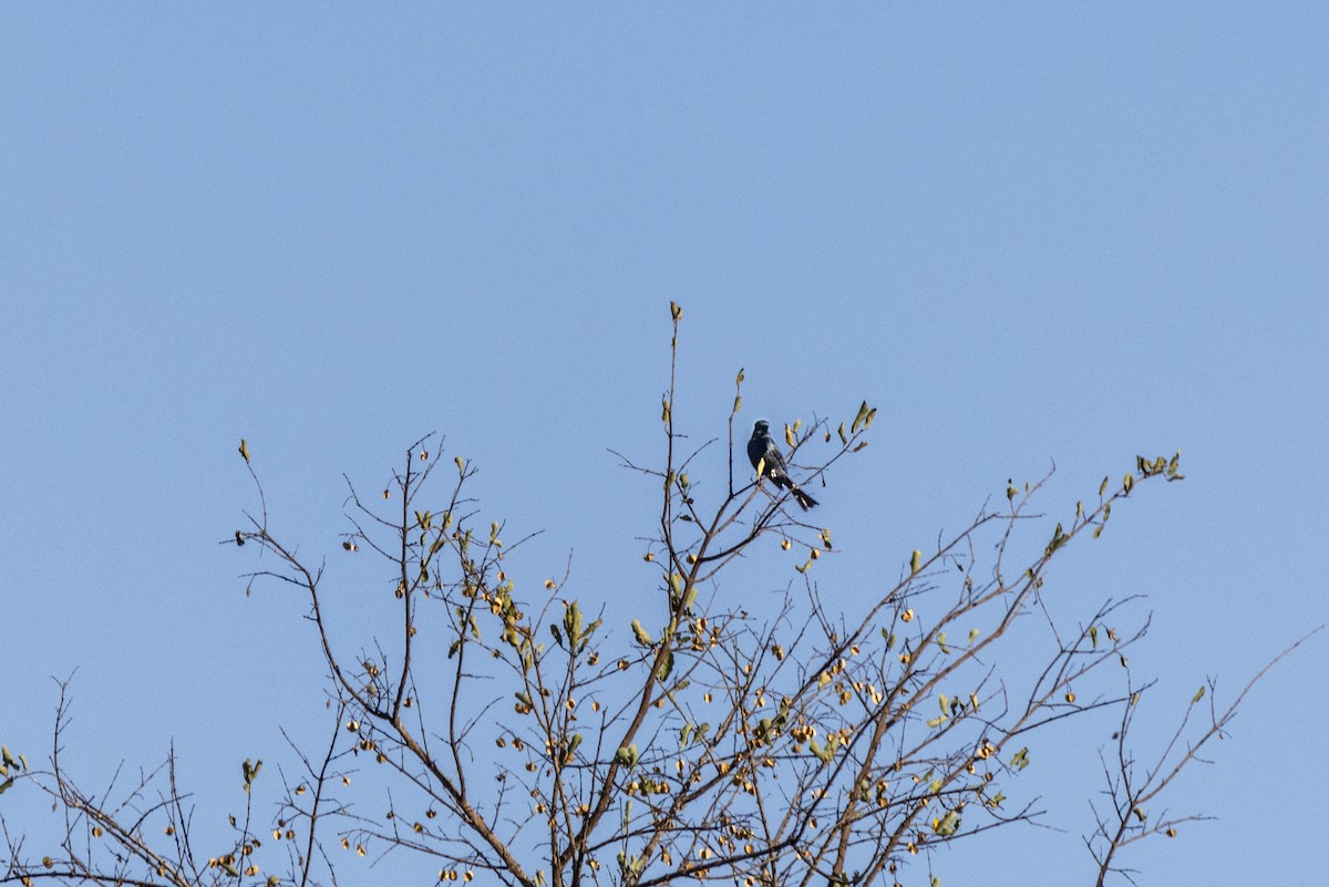 Southern Black-Tit - ML643541098