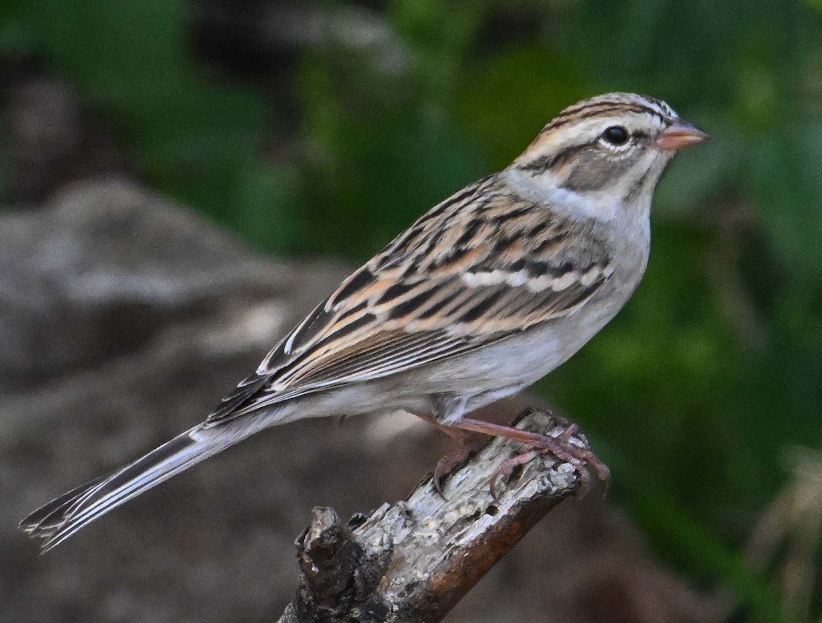 Chipping Sparrow - ML643541100