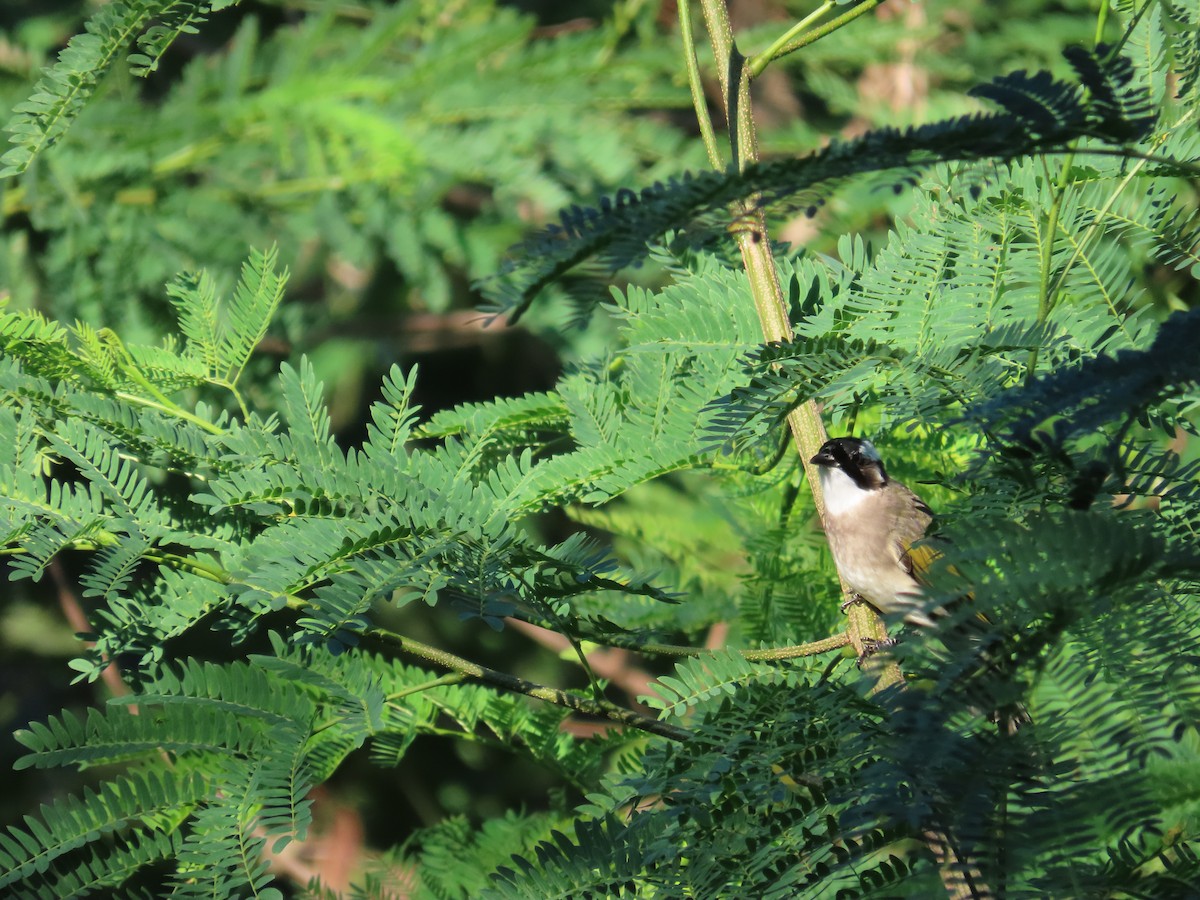 Light-vented Bulbul - ML643541105