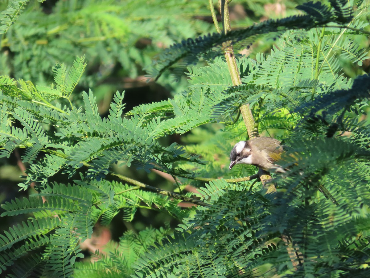 Light-vented Bulbul - ML643541106
