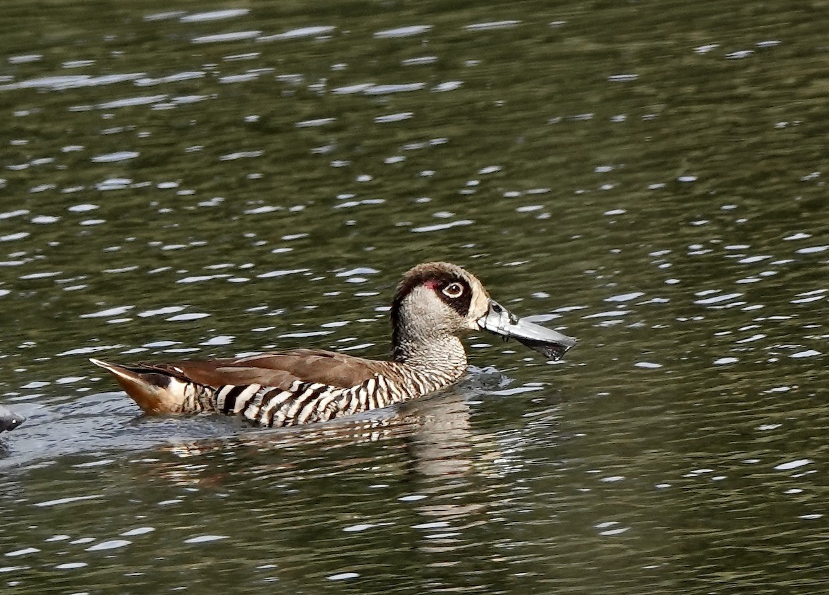 Pink-eared Duck - ML643541115
