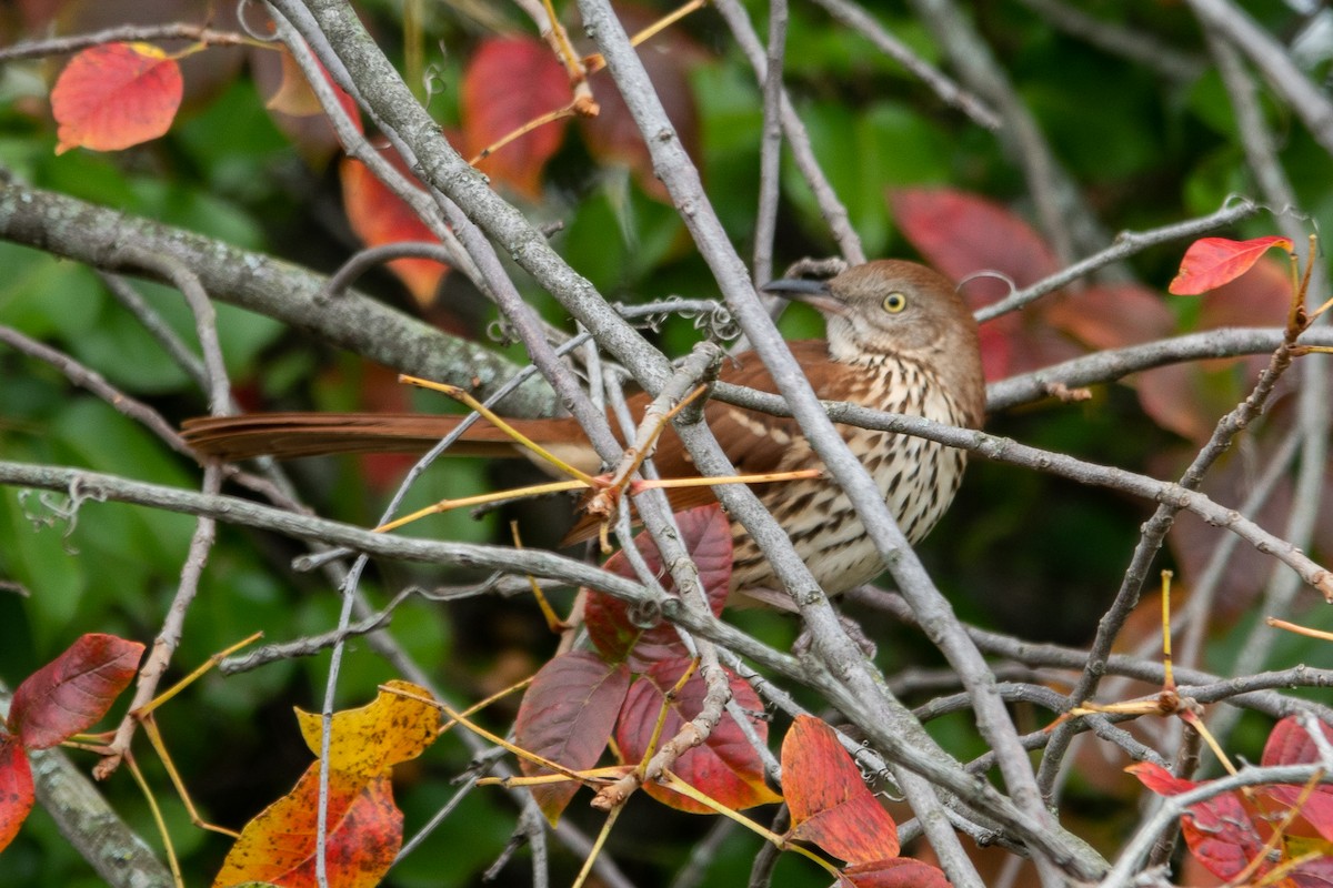 Brown Thrasher - ML643541116