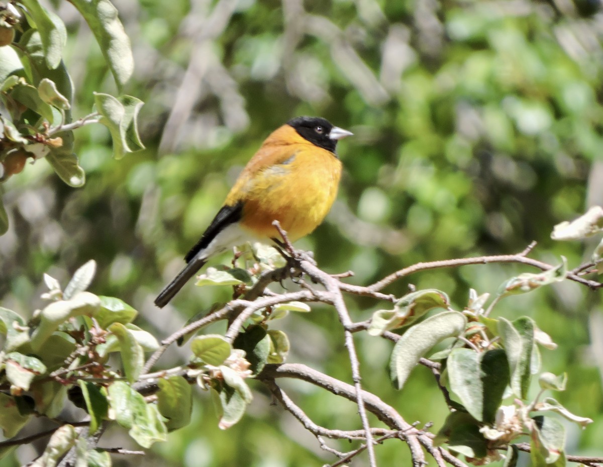 Black-hooded Sierra Finch - ML643541142