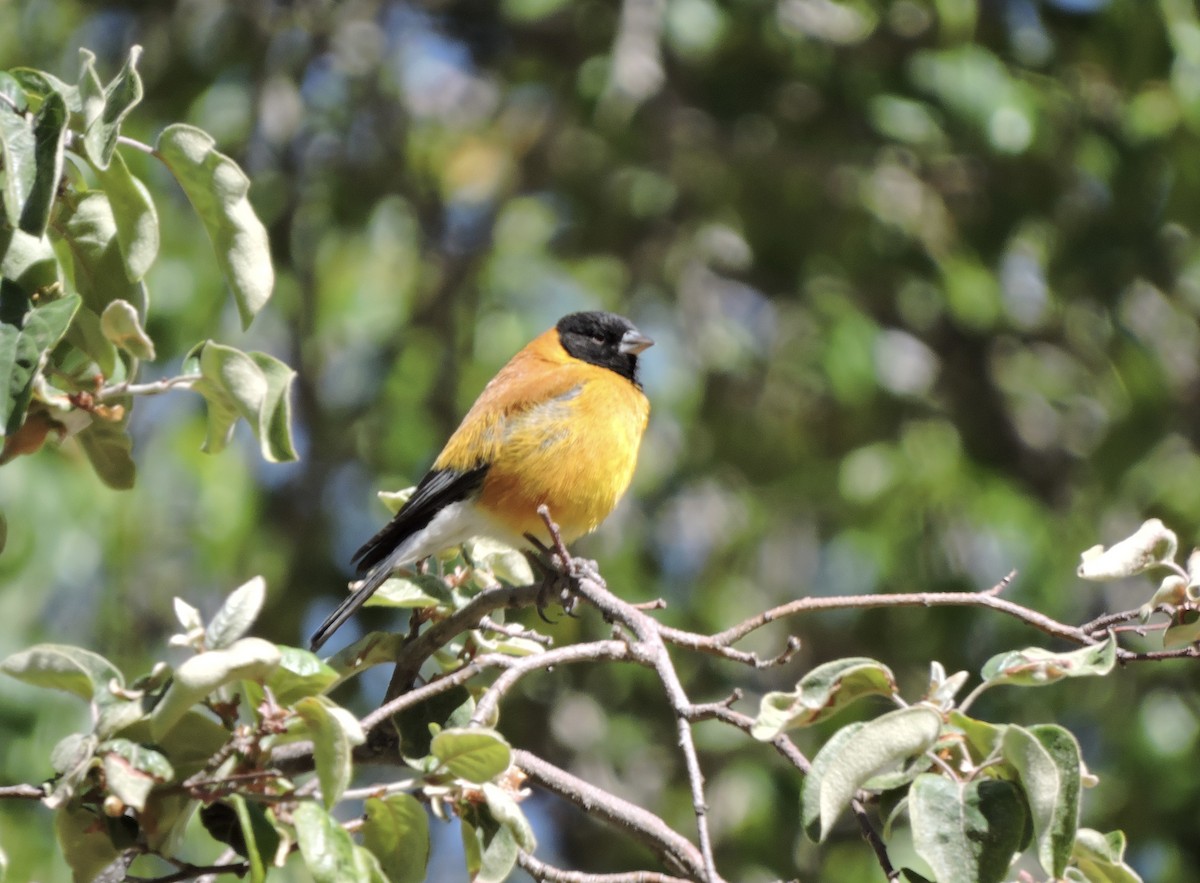 Black-hooded Sierra Finch - ML643541143