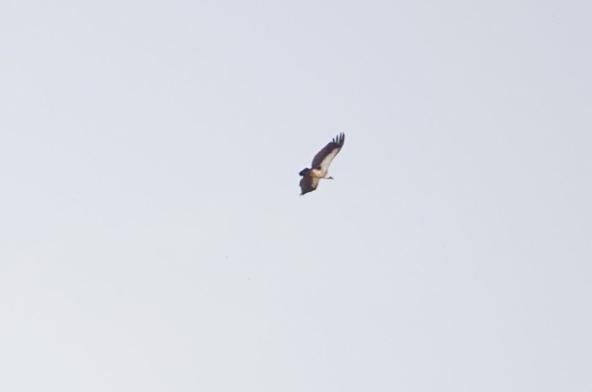 White-backed Vulture - ML643541151