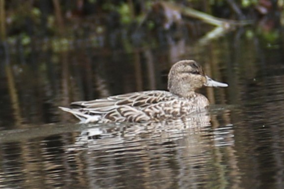 Green-winged Teal - ML643541196